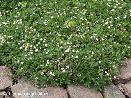 Potentilla tridentata'Nuuk'